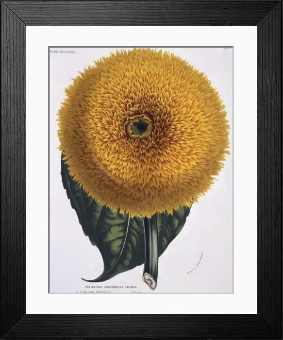 Framed Print : Helianthus californicus, sunflower Framed Print : Helianthus californicus, sunflower