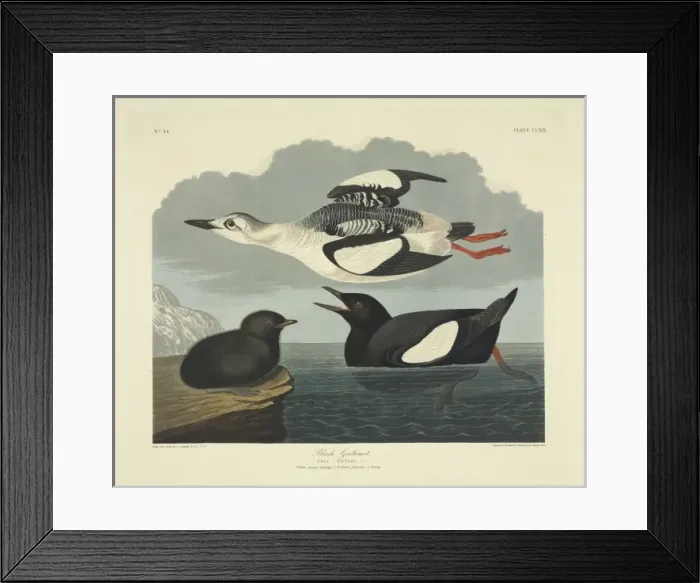 Framed Print : Cepphus grylle, black guillemot Framed Print : Cepphus grylle, black guillemot