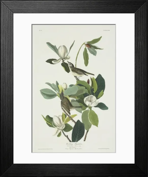 Framed Print : Vireo gilvus, warbling vireo Framed Print : Vireo gilvus, warbling vireo