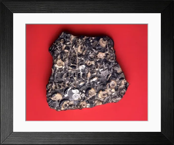 Framed Print : Promicroceras planicost, jurassic ammonites Framed Print : Promicroceras planicost, jurassic ammonites
