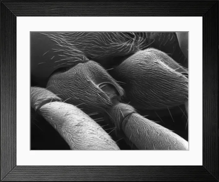 Framed Print : Lasius niger, black garden ant Framed Print : Lasius niger, black garden ant