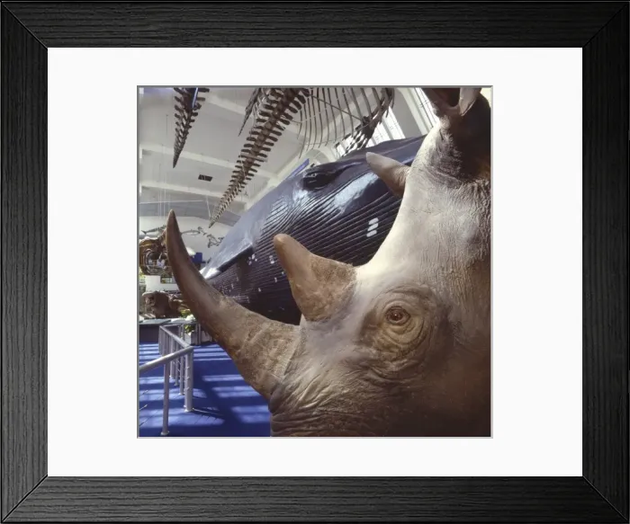 Framed Print : Rhinocerotidae, rhinoceros Framed Print : Rhinocerotidae, rhinoceros