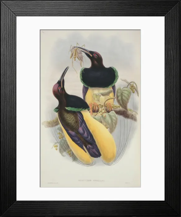 Framed Print : Tanysiptera sylvia, buff-breasted paradise kingfisher Framed Print : Tanysiptera sylvia, buff-breasted paradise kingfisher