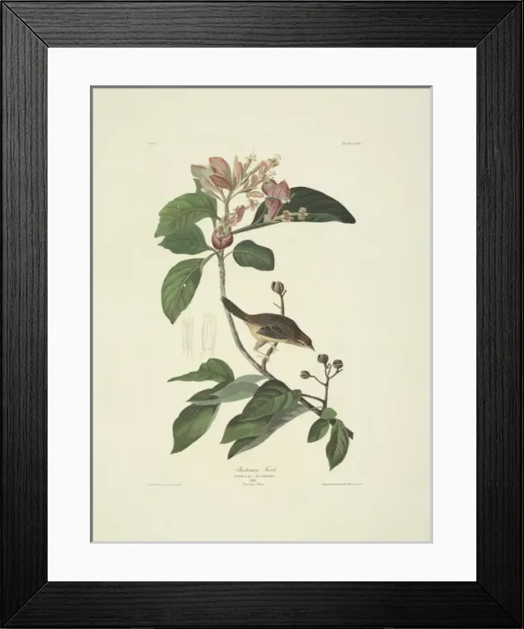 Framed Print : Aimophila aestivalis, Bachmans sparrow Framed Print : Aimophila aestivalis, Bachmans sparrow