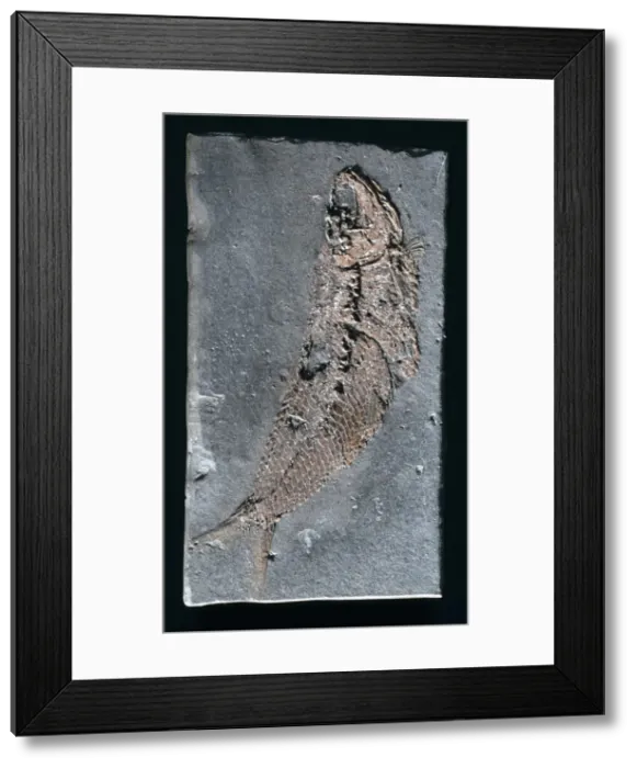 Framed Print : Pholiodophorus bechei, fossil fish Framed Print : Pholiodophorus bechei, fossil fish