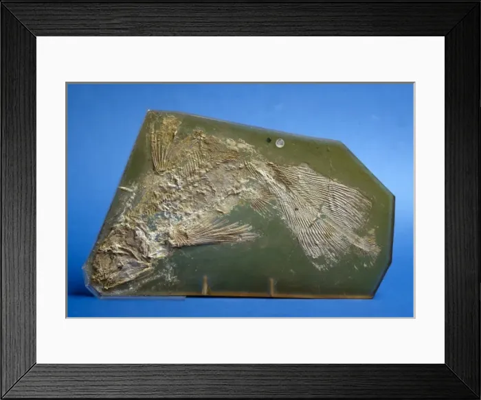 Framed Print : Coccoderma suevicum, fossil coelacanth Framed Print : Coccoderma suevicum, fossil coelacanth
