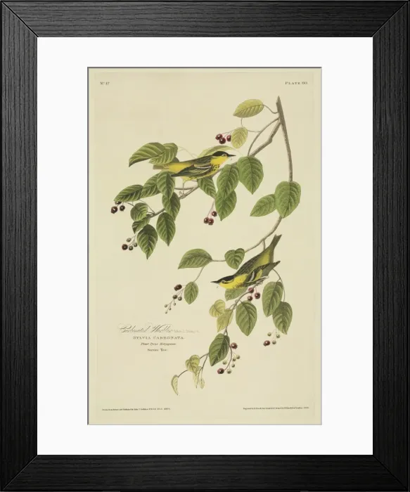 Framed Print : Sylvia Carbanta, carbonated warbler Framed Print : Sylvia Carbanta, carbonated warbler