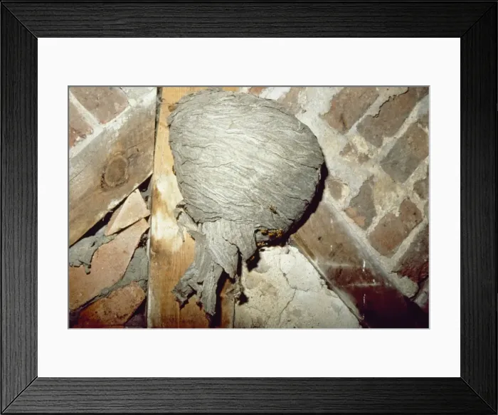 Framed Print : Common wasp nest Framed Print : Common wasp nest