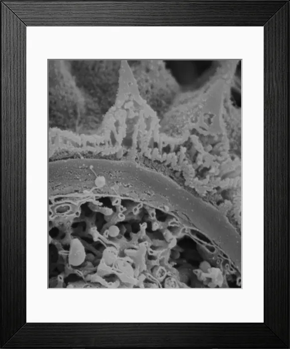 Framed Print : Fractured pollen grain Framed Print : Fractured pollen grain