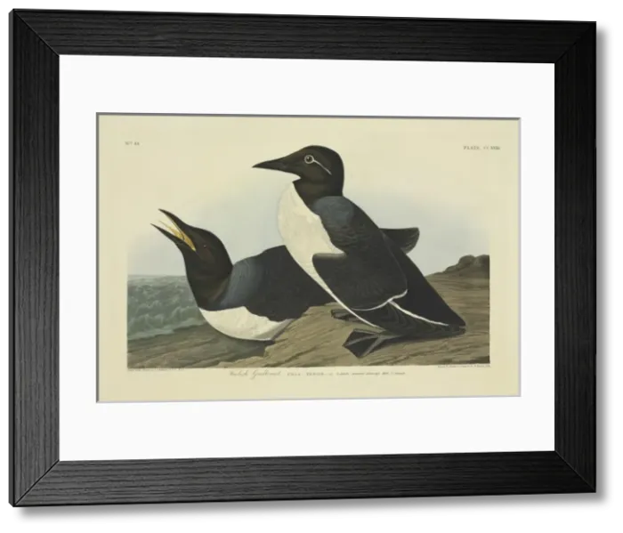 Framed Print : Uria aalge, guillemot Framed Print : Uria aalge, guillemot