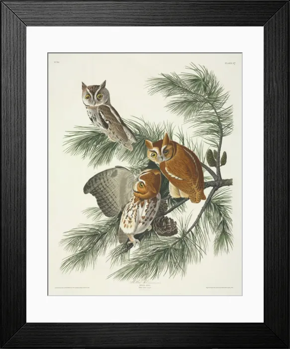 Framed Print : Otus asio, eastern screech owl Framed Print : Otus asio, eastern screech owl