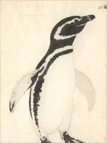 Spheniscus magellanicus, Magellanic penguin