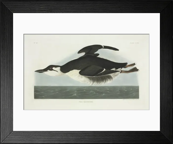 Framed Print : Uria lomvia, thick-billed murre Framed Print : Uria lomvia, thick-billed murre