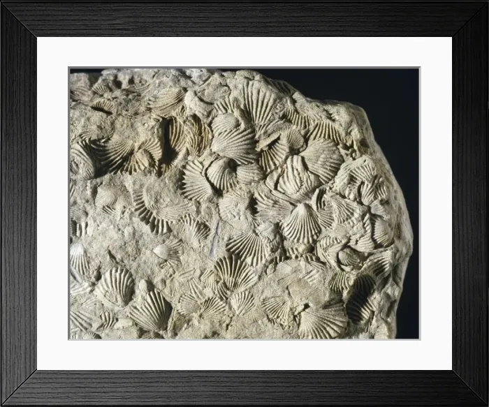 Framed Print : Camarotoechi, brachiopod Framed Print : Camarotoechi, brachiopod
