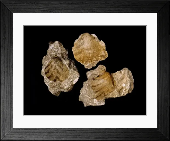 Framed Print : Aviculopecten planoradiatus, bivalve Framed Print : Aviculopecten planoradiatus, bivalve