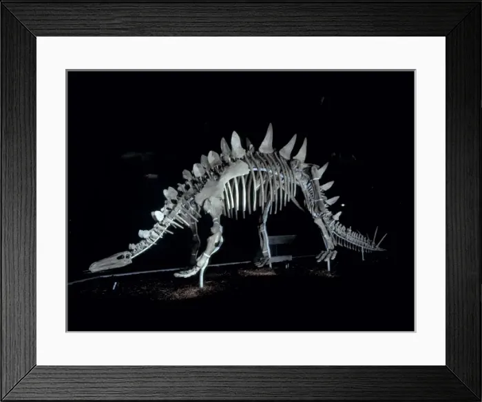 Framed Print : Tuojiangosaurus Framed Print : Tuojiangosaurus