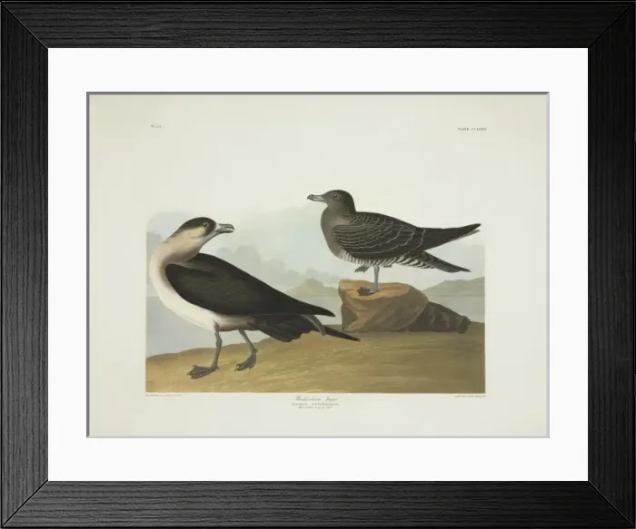 Framed Print : Stercorarius parasiticus, parasitic jaeger Framed Print : Stercorarius parasiticus, parasitic jaeger