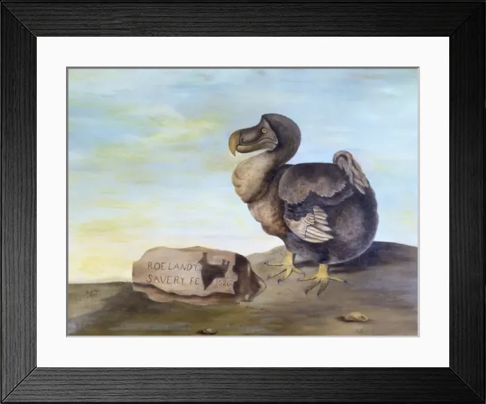 Framed Print : Raphus cucullatus, dodo Framed Print : Raphus cucullatus, dodo