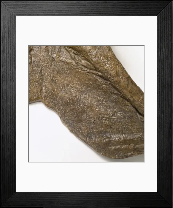 Framed Print : Edmontosaurus skin Framed Print : Edmontosaurus skin