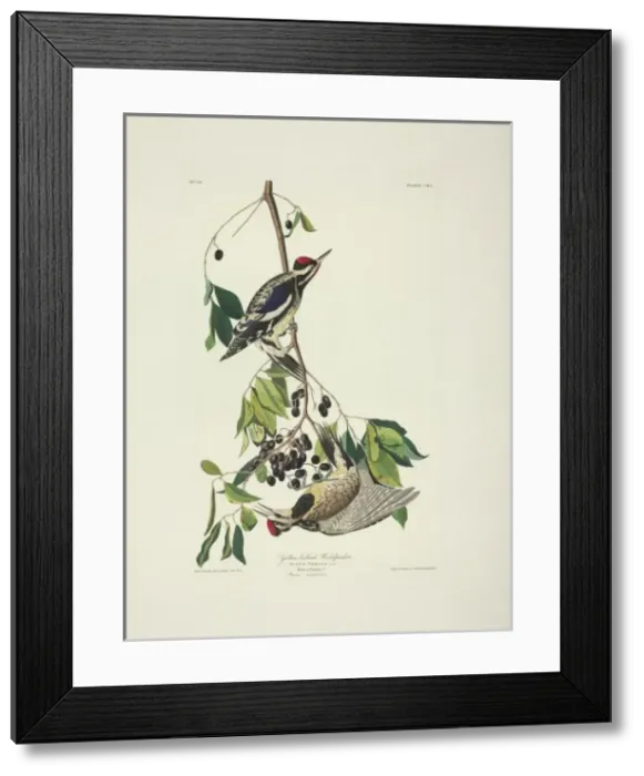 Framed Print : Sphyrapicus varius, yellow-bellied sapsucker Framed Print : Sphyrapicus varius, yellow-bellied sapsucker