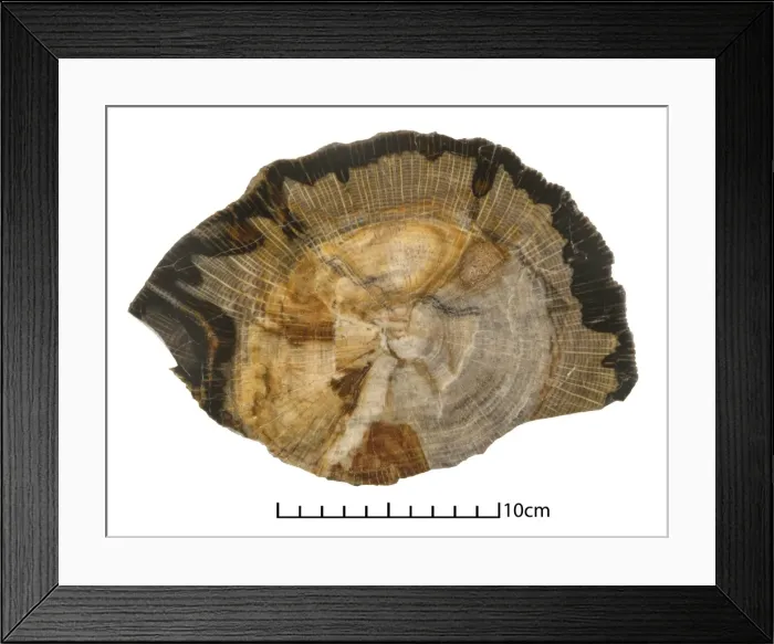 Framed Print : Quercus sp. oak Framed Print : Quercus sp. oak