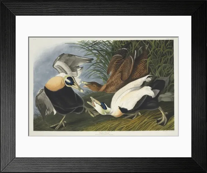 Framed Print : Somateria mollissima, common eider Framed Print : Somateria mollissima, common eider