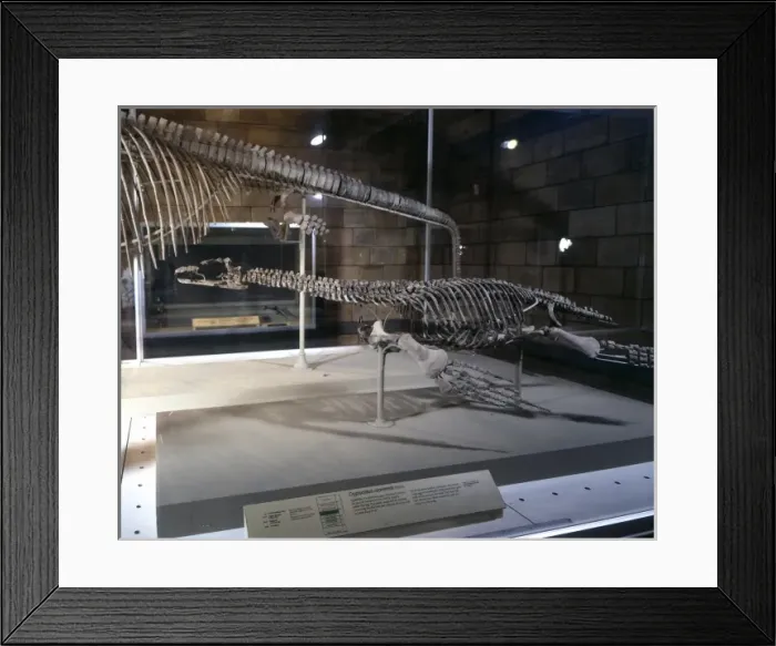 Framed Print : Cryptoclidus Framed Print : Cryptoclidus