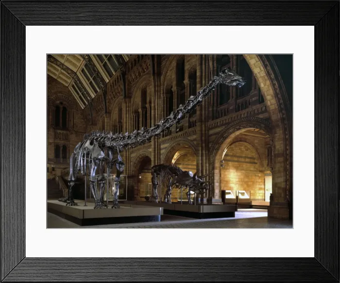 Framed Print : Diplodocus & Triceratops Framed Print : Diplodocus & Triceratops