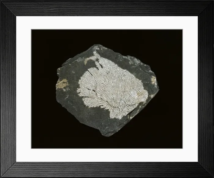 Framed Print : Fenestrellina plebeia, net bryozoan Framed Print : Fenestrellina plebeia, net bryozoan