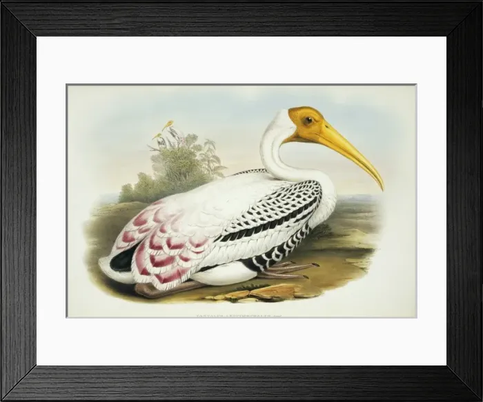 Framed Print : Mycteria leucocephala, painted stork Framed Print : Mycteria leucocephala, painted stork