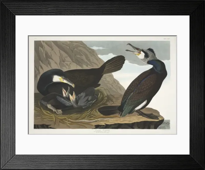 Framed Print : Phalacrocorax carbo, great cormorant Framed Print : Phalacrocorax carbo, great cormorant