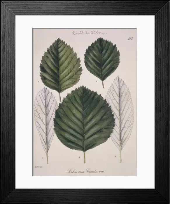 Framed Print : Sorbus aria Crantz L. 117, whitebeam Framed Print : Sorbus aria Crantz L. 117, whitebeam
