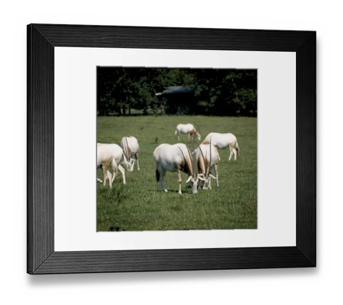 Framed Print : Oryx dammah, scimitar-horned oryx Framed Print : Oryx dammah, scimitar-horned oryx
