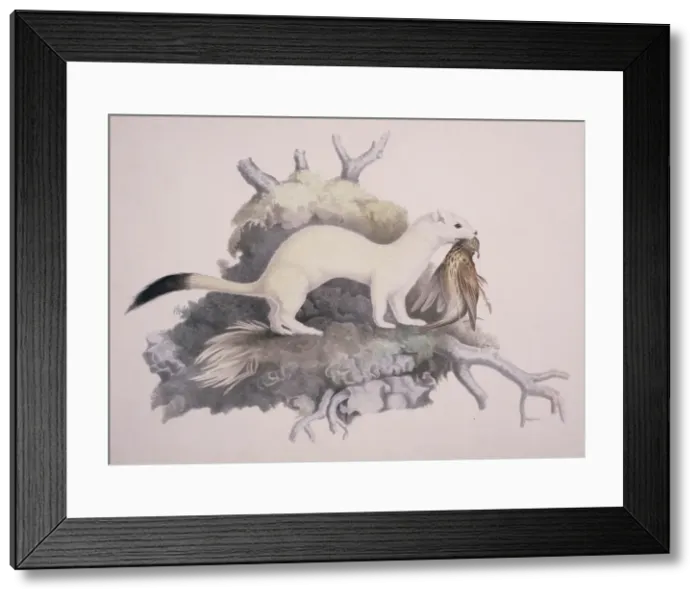 Framed Print : Mustela erminea, ermine Framed Print : Mustela erminea, ermine