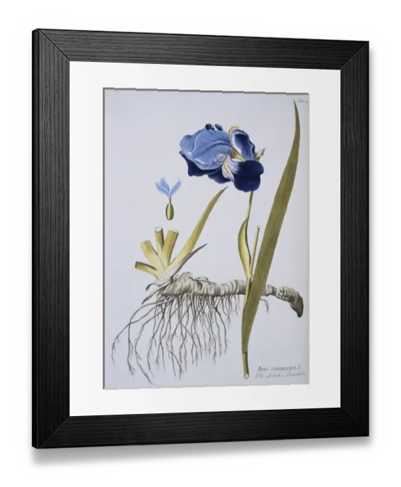 Framed Print : Iris germanica, flag iris Framed Print : Iris germanica, flag iris