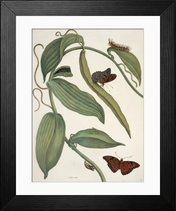 Framed Print : Insects of Surinam Framed Print : Insects of Surinam