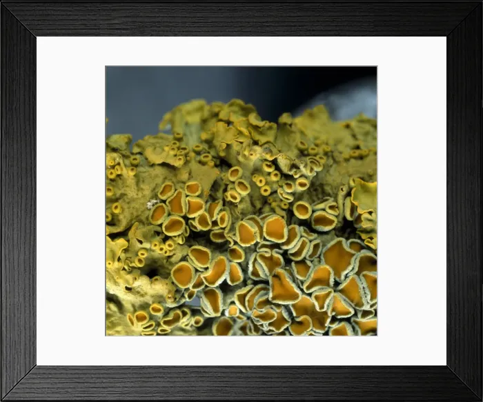 Framed Print : Xanthoria parietina, lichen Framed Print : Xanthoria parietina, lichen