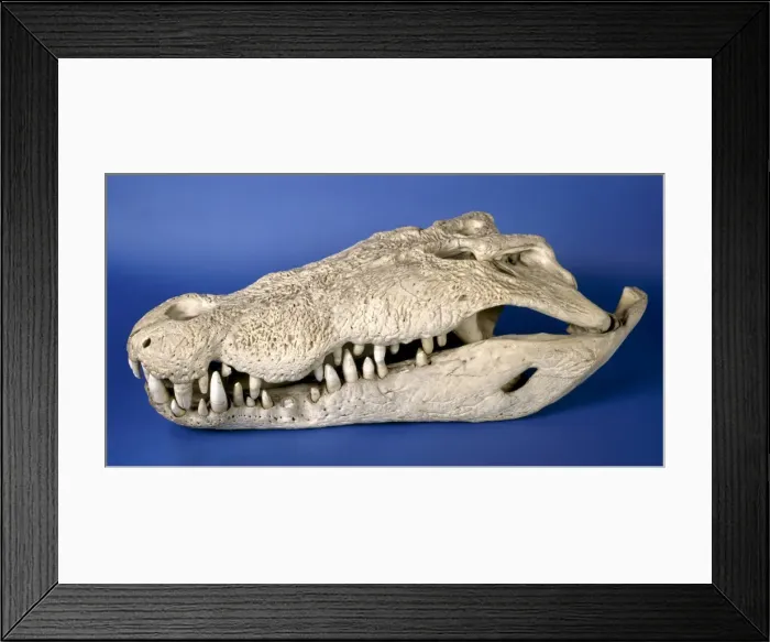 Framed Print : Crocodylus porosus, saltwater crocodile Framed Print : Crocodylus porosus, saltwater crocodile