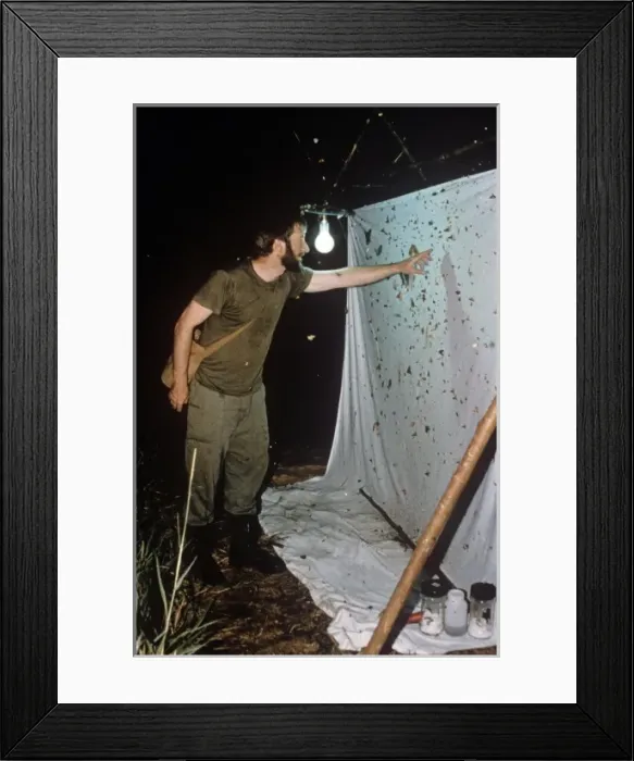 Framed Print : Collecting moths at light Framed Print : Collecting moths at light
