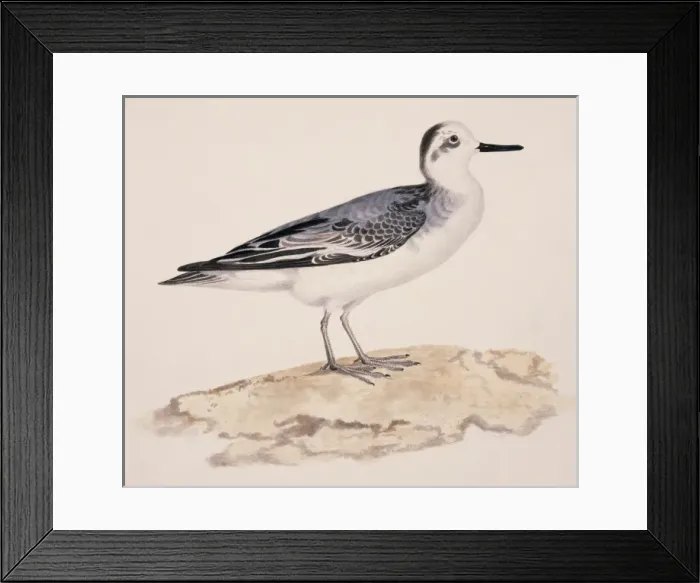 Framed Print : Phalaropus fulicarius, grey phalarope Framed Print : Phalaropus fulicarius, grey phalarope