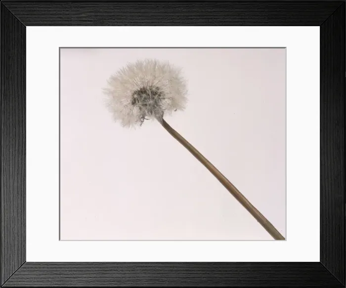 Framed Print : Taraxacum officinale, dandelion Framed Print : Taraxacum officinale, dandelion