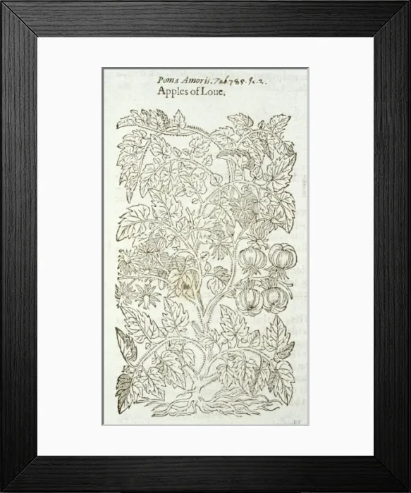 Framed Print : Solanum lycopersicum, garden tomato Framed Print : Solanum lycopersicum, garden tomato