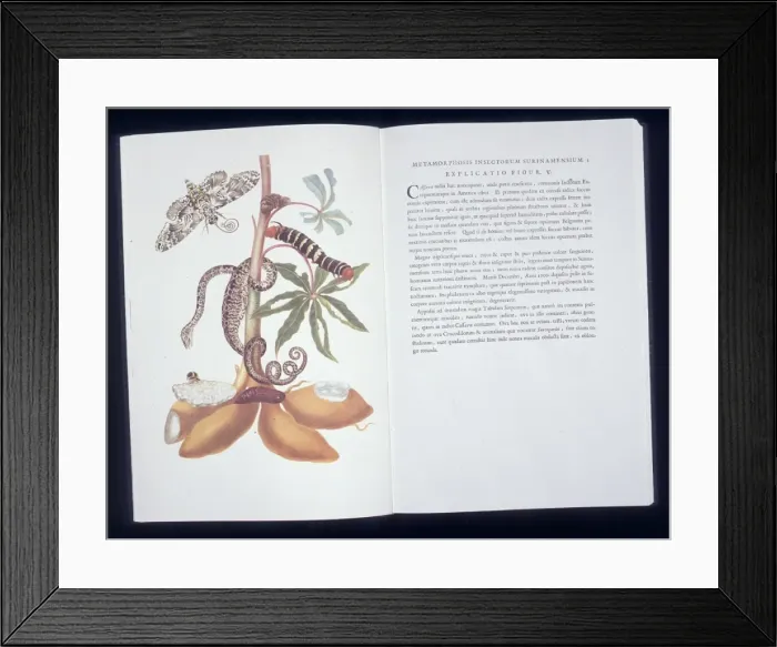 Framed Print : Manihot esculenta, cassava plant Framed Print : Manihot esculenta, cassava plant