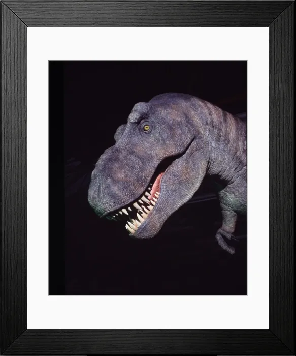Framed Print : Tyrannosaurus rex Framed Print : Tyrannosaurus rex