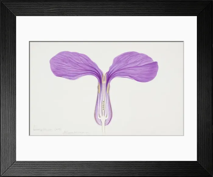 Framed Print : Lunaria biennis, honesty Framed Print : Lunaria biennis, honesty