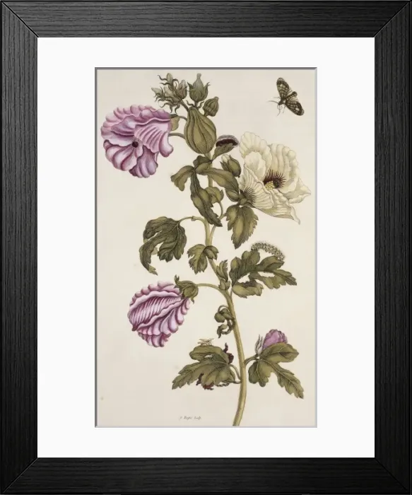 Framed Print : Insects of Surinam Framed Print : Insects of Surinam