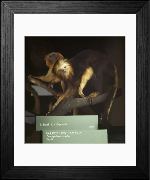 Framed Print : Leontopithecus rosalia, golden lion tamarin Framed Print : Leontopithecus rosalia, golden lion tamarin