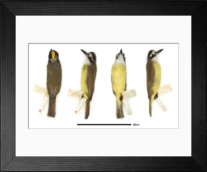 Framed Print : Pitangus sulphuratus, great kiskadee Framed Print : Pitangus sulphuratus, great kiskadee