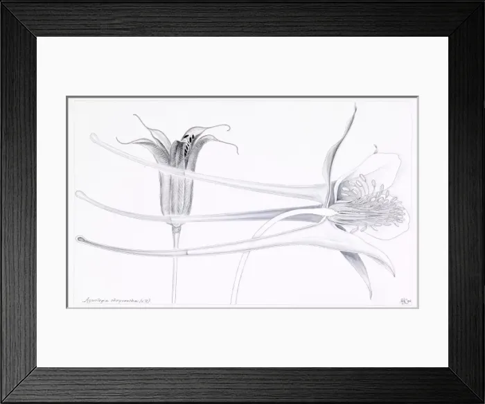 Framed Print : Aquilegia chrysantha, golden columbine Framed Print : Aquilegia chrysantha, golden columbine
