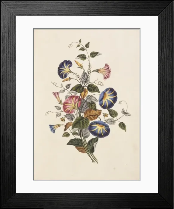 Framed Print : Convolvulus tricolor, convolvulus Framed Print : Convolvulus tricolor, convolvulus